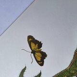 Vintage Illustration - Tropical Sphinx and Exotic Plant - by Merian