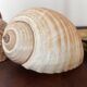 Shells