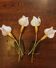 Two pairs of Tulip wall lights from the 1960s.