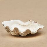 Holy water stoup shell emptier, 1970s