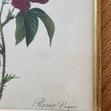 Lithograph PJ Redouté botanical plate Bishop rose