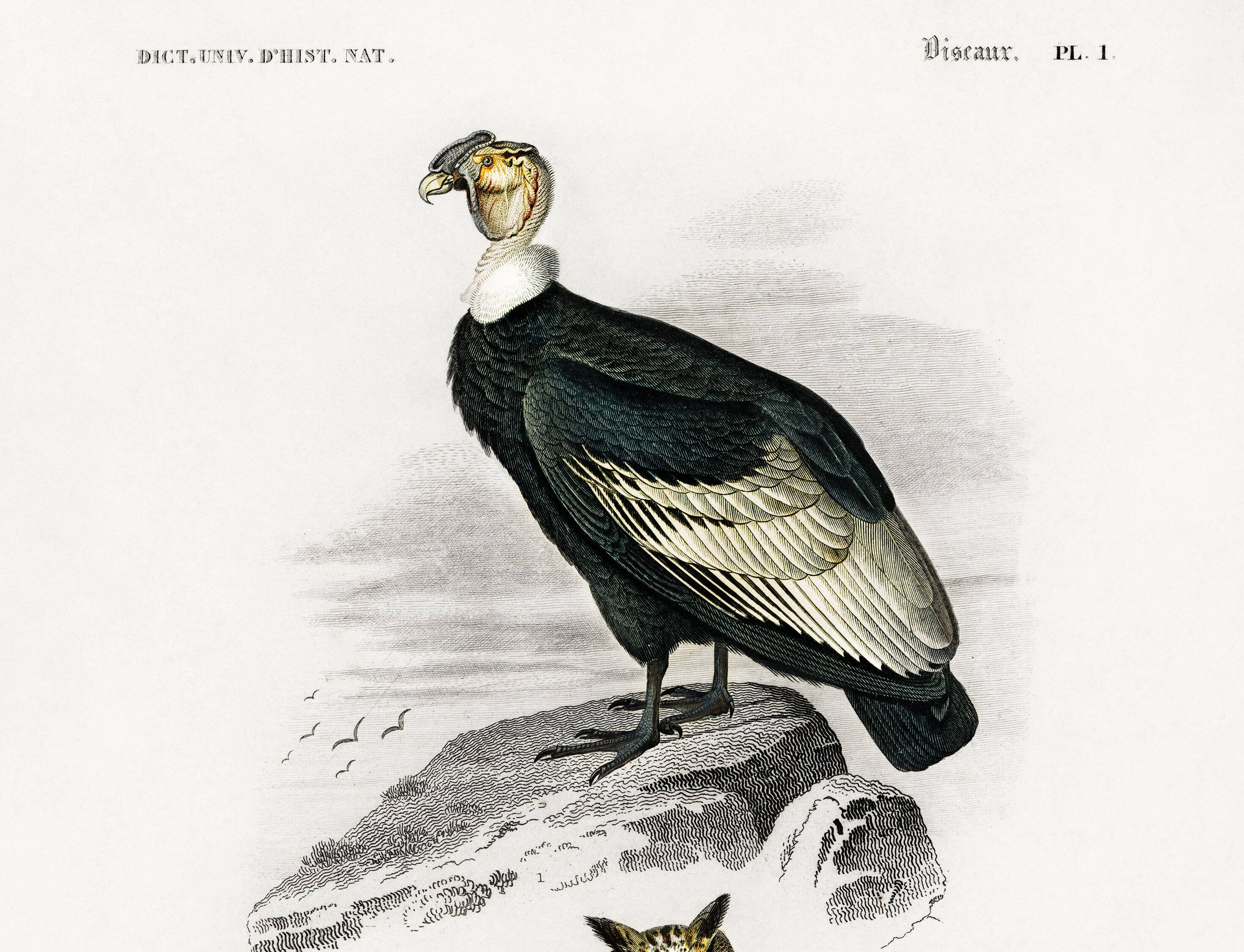 Poster depicting the condor and the European eagle-owl, after an old engraving