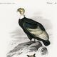 Affiche sur le condor et le grand-duc d’Europe, d’après une gravure ancienn