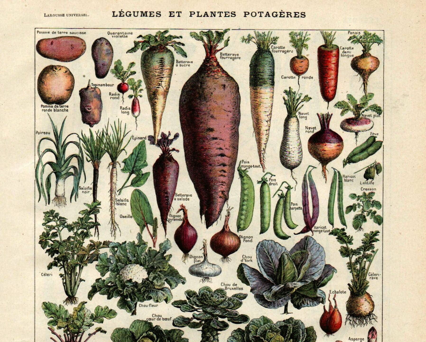 Old engraving - 1923 - Vegetable garden - by A. Millot. Kitchen plate