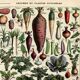 Old engraving - 1923 - Vegetable garden - by A. Millot. Kitchen plate