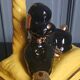 Zoomorphic lamp "poodle" in black, yellow, and gold glazed ceramic.
