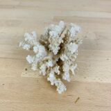 Corail
