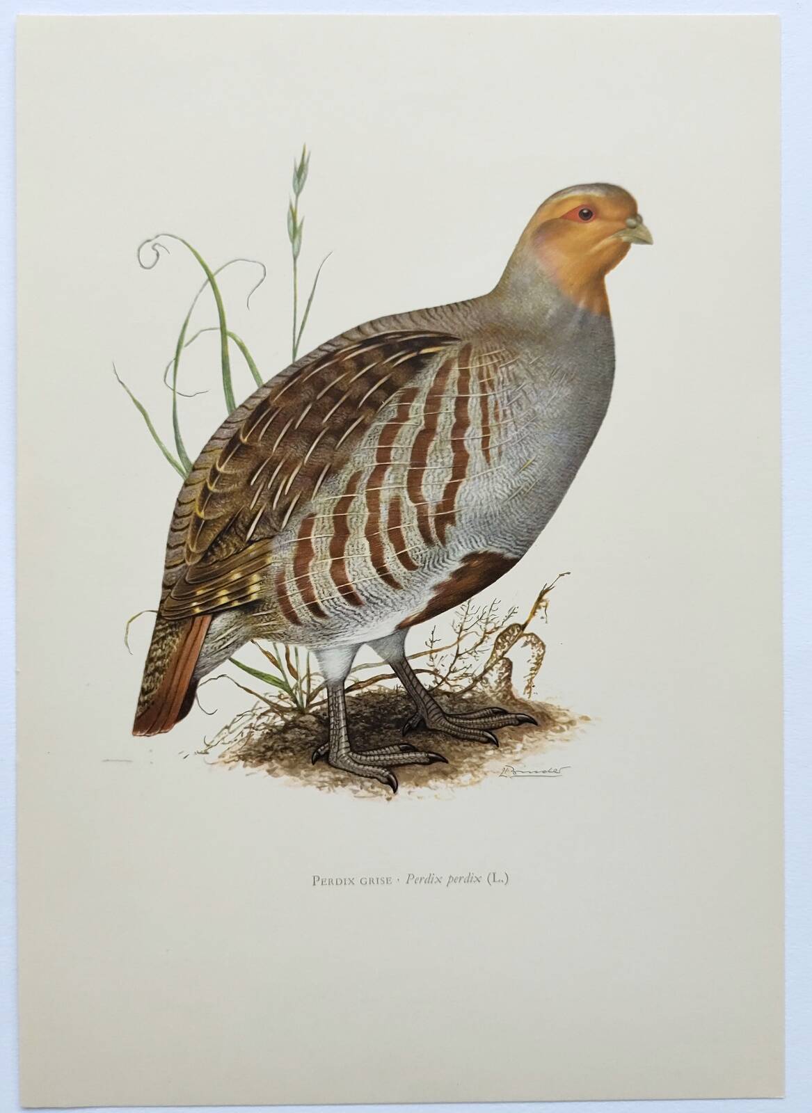 Planche oiseau vers 1962 60 - Perdrix Grise - Illustration ornithologique vintage