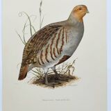 Planche oiseau vers 1962 60 - Perdrix Grise - Illustration ornithologique vintage