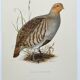 Bird board circa 1962 60 - Gray Partridge - Vintage ornithological illustration