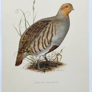 Bird board circa 1962 60 - Gray Partridge - Vintage ornithological illustration