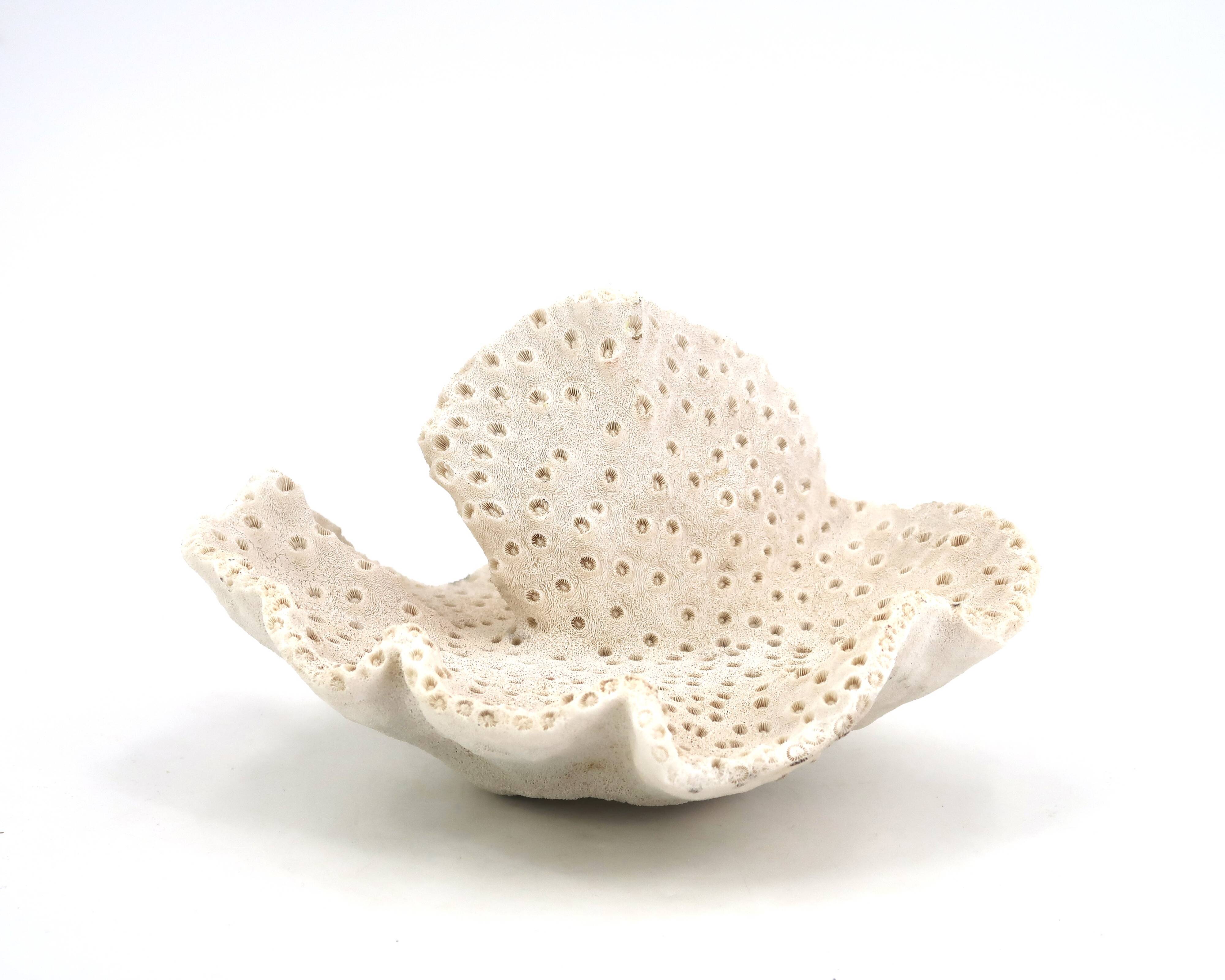 Vintage natural white coral, curiosity cabinet, 1970s