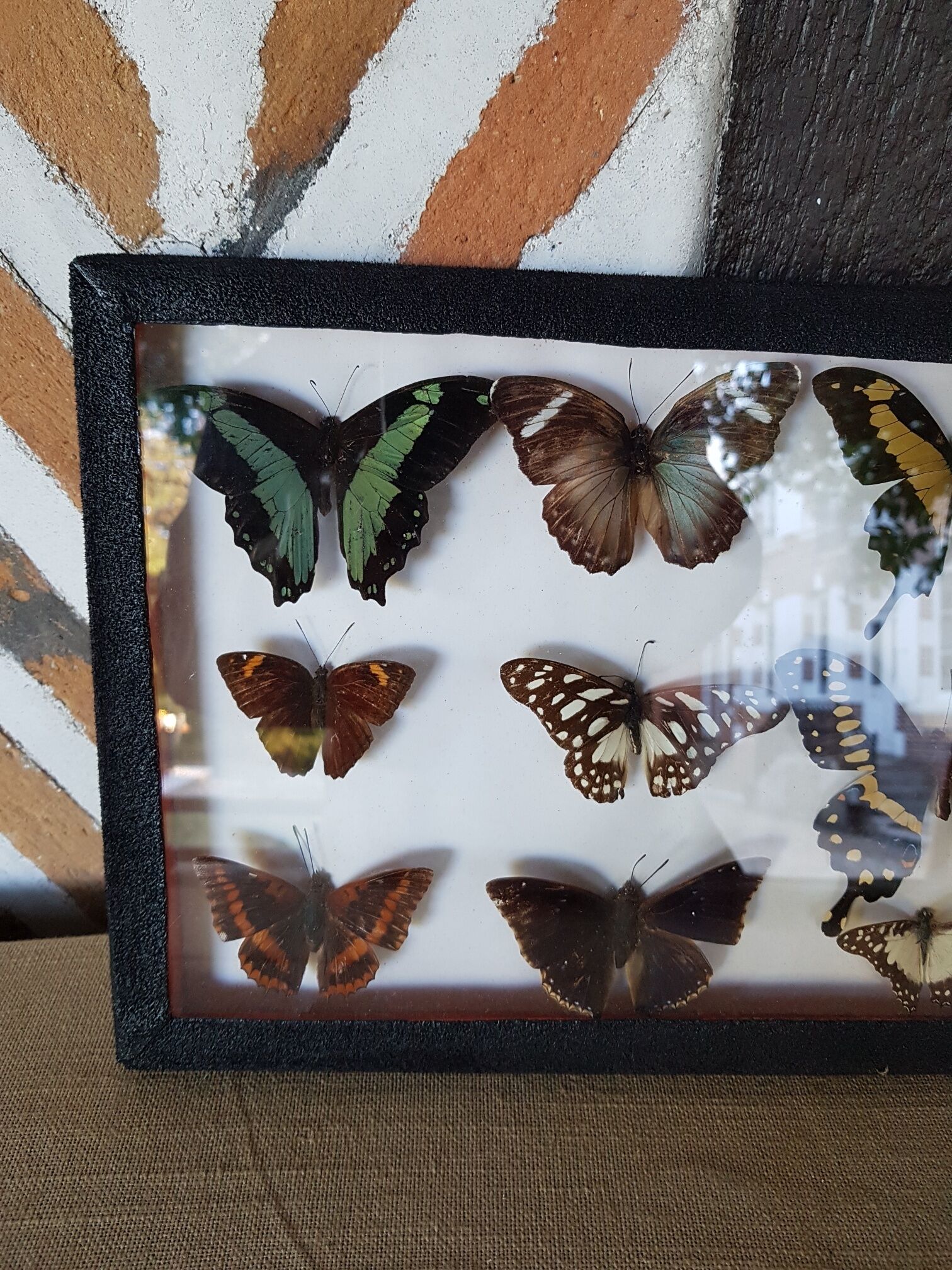 Table frame entomology butterflies under glass