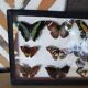 Table frame entomology butterflies under glass