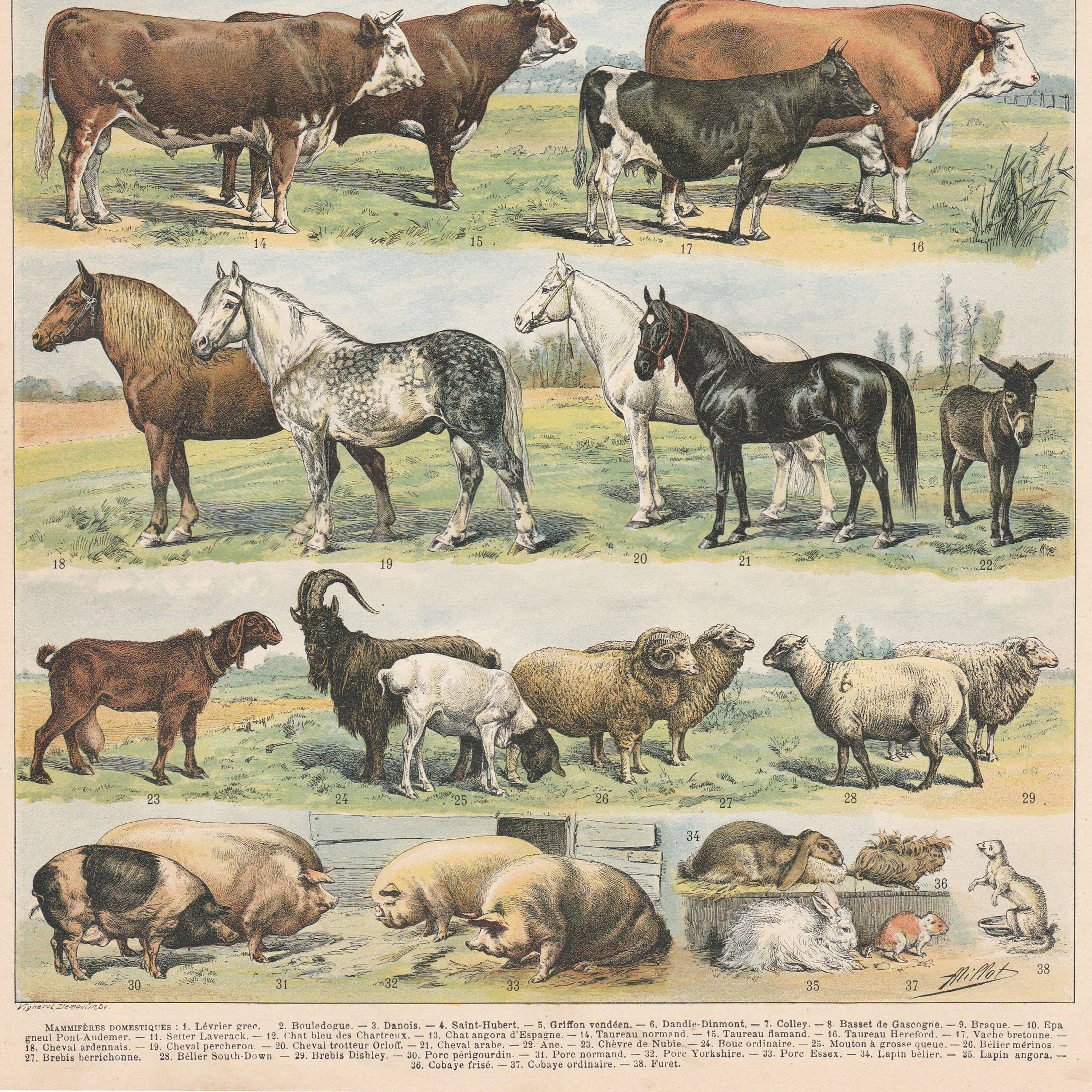 Planche ancienne sur les mammifères, 1897