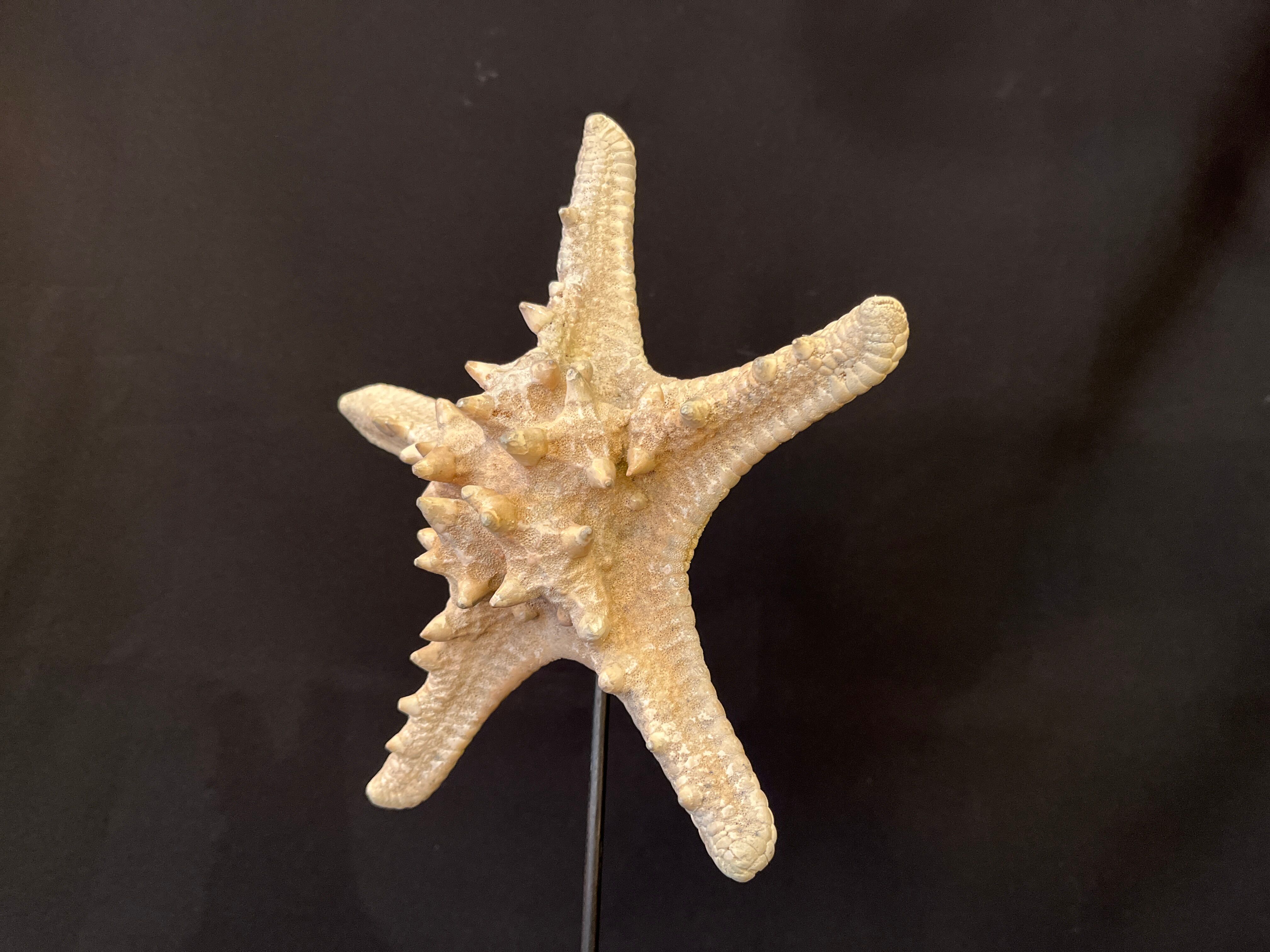 Natural starfish on marble base old cabinet of curiosities vintage shell