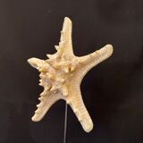 Natural starfish on marble base old cabinet of curiosities vintage shell