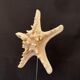 Natural starfish on marble base old cabinet of curiosities vintage shell