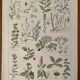 Lithograph medicinal plants (XXV) Chervil Sage Melisse - 1920