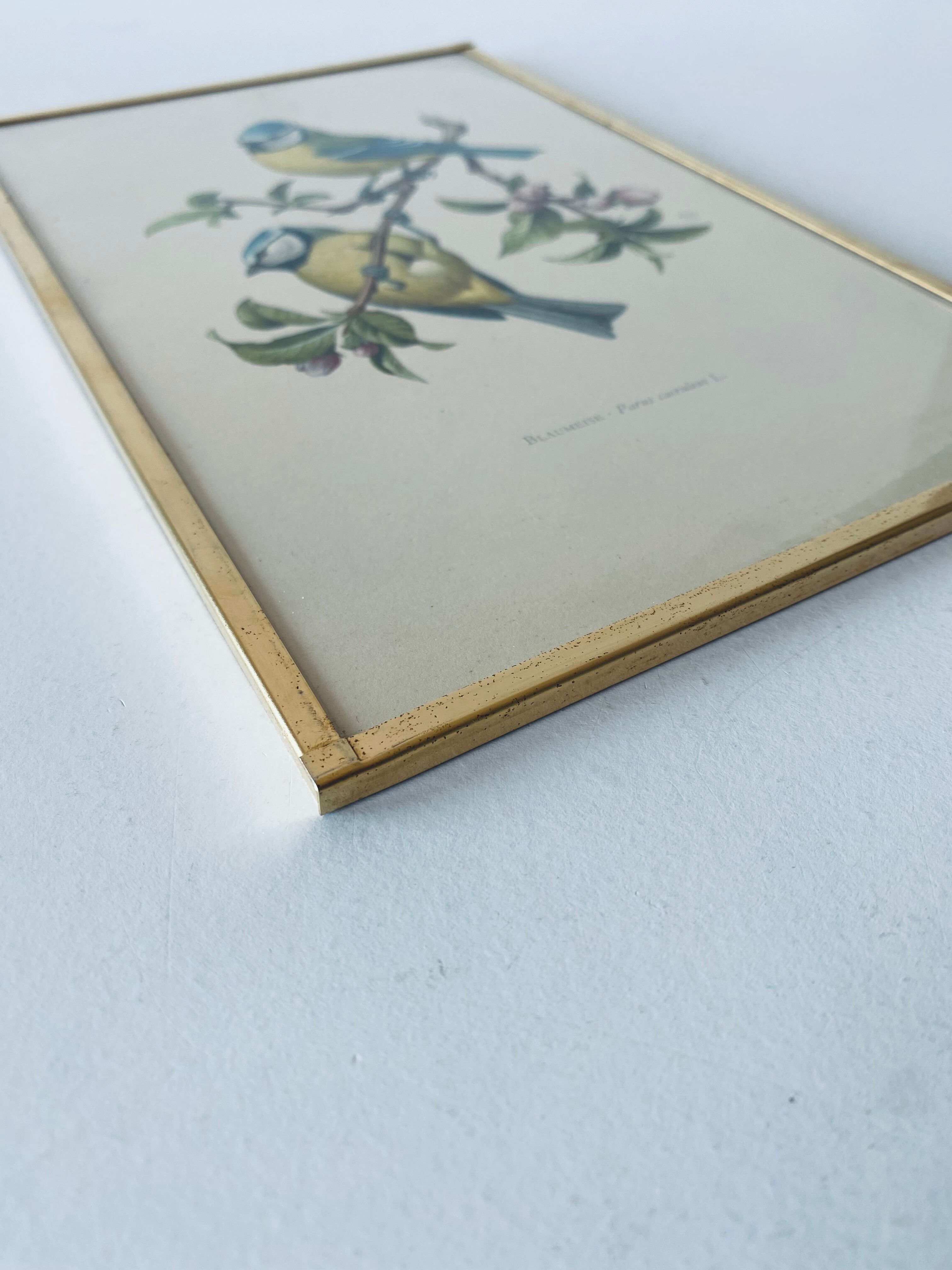 Lithographie ancienne mésanges
