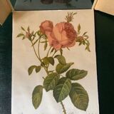 Hundred-leaf rose bush frame after pj redouté, print on fabric, 1960
