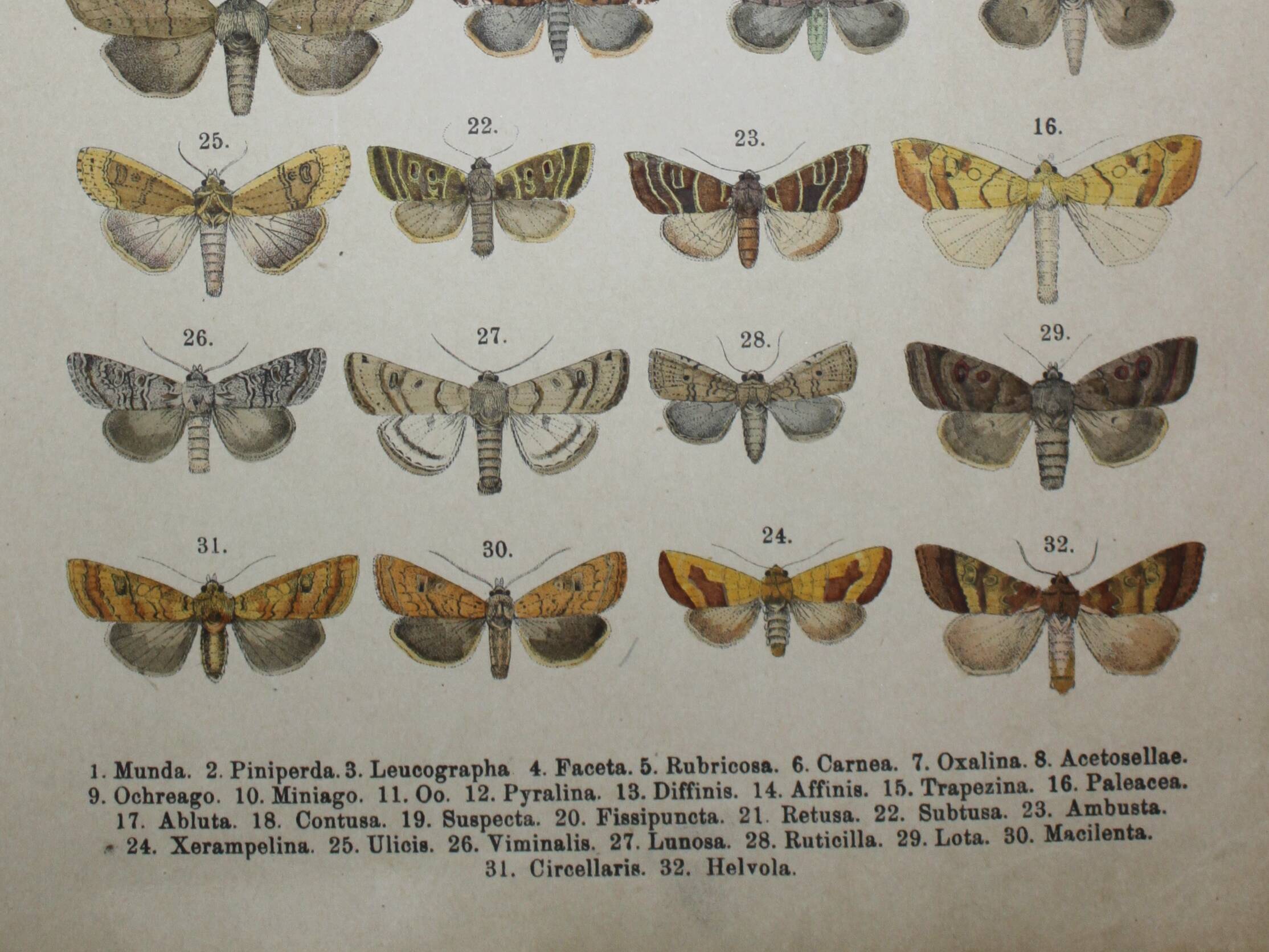 Old engraving of Butterflies - Lithograph from 1887 - Munda - Original illustration