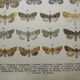 Old engraving of Butterflies - Lithograph from 1887 - Munda - Original illustration