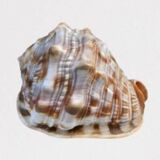 Large horned conch shell helmet