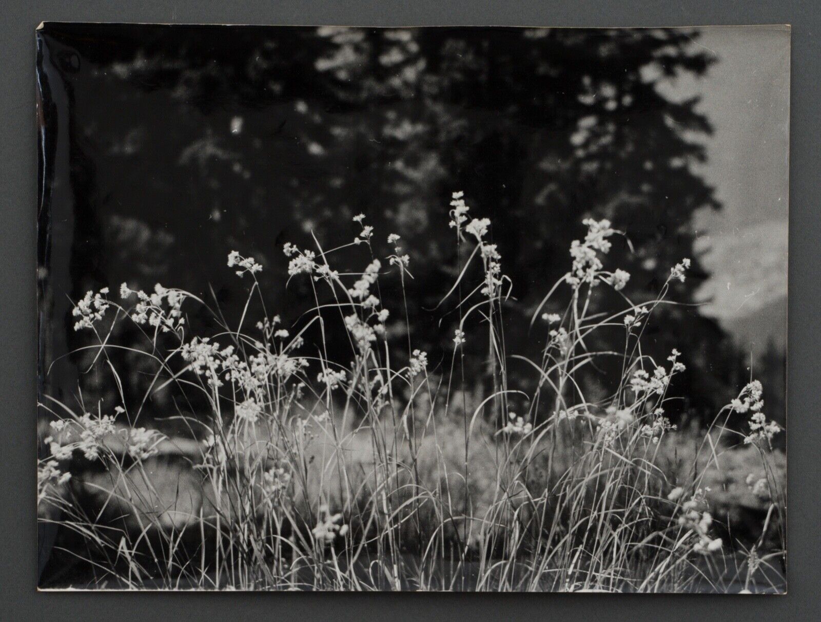 Film photography Bernard Darot Grasses Flowers XXth