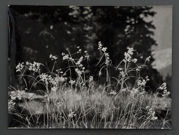 Photographie argentique Bernard Darot Graminées Fleurs XXe