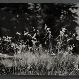 Film photography Bernard Darot Grasses Flowers XXth