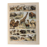Lithograph of mammals - 1900 (giraffe, cows, etc.)