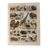 Lithograph of mammals - 1900 (giraffe, cows, etc.)
