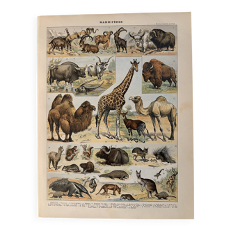 Lithograph of mammals - 1900 (giraffe, cows, etc.)