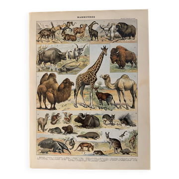 Lithograph of mammals - 1900 (giraffe, cows, etc.)