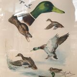 Lithograph, subject: the duck