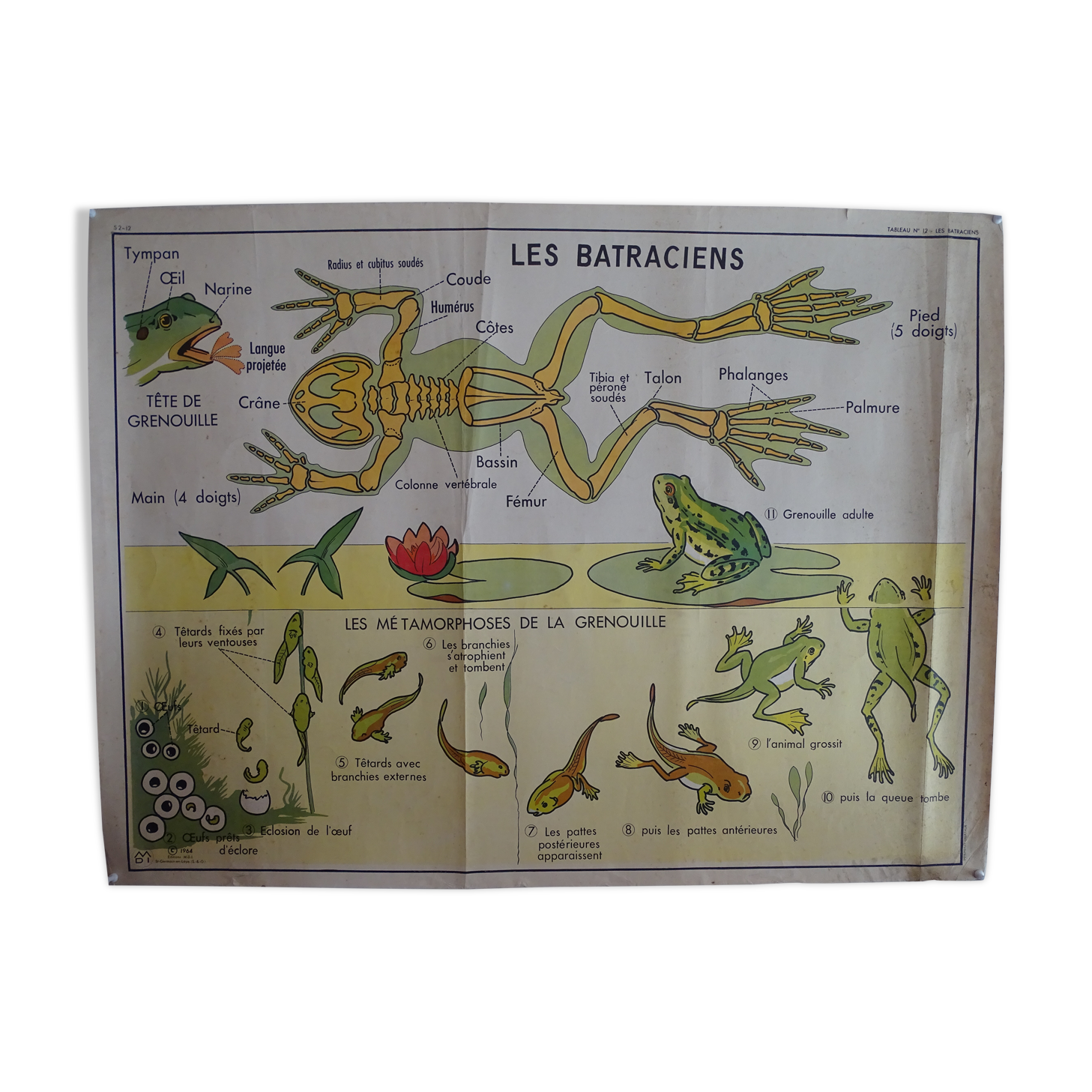 School poster on both sides anatomy batracians and birds . MDI.1964