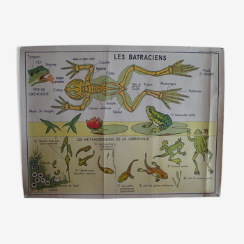 Affiche scolaire recto verso anatomie les batraciens et les oiseaux . MDI.1964