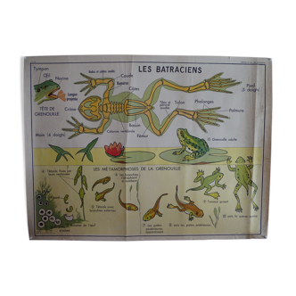 School poster on both sides anatomy batracians and birds . MDI.1964