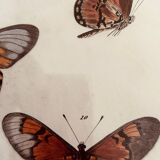 Butterfly frame