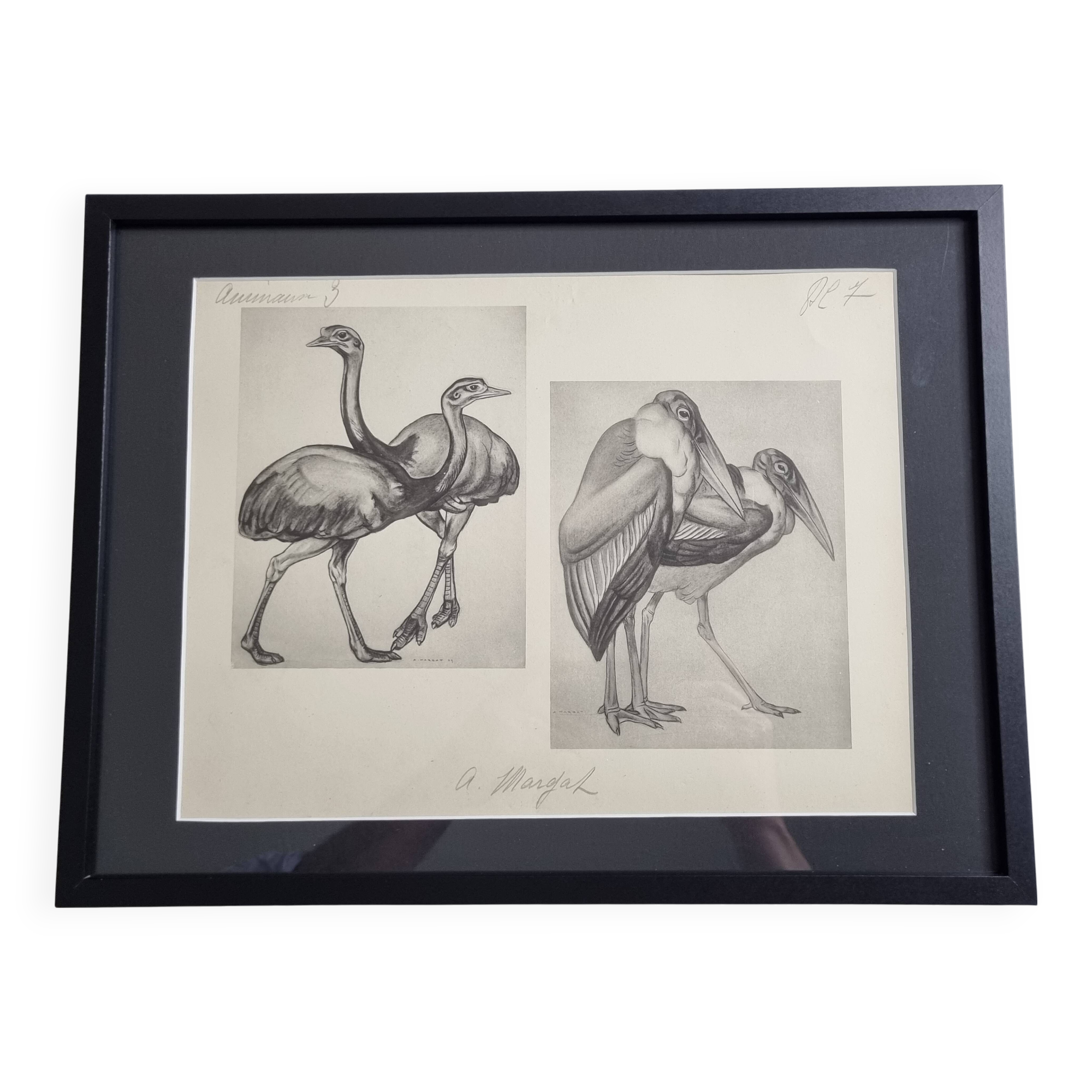 Illustrated plate, Studies of Ostrich and Marabout, Signed A. Margat, 1930