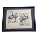 Illustrated plate, Studies of Ostrich and Marabout, Signed A. Margat, 1930