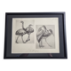 Illustrated plate, Studies of Ostrich and Marabout, Signed A. Margat, 1930