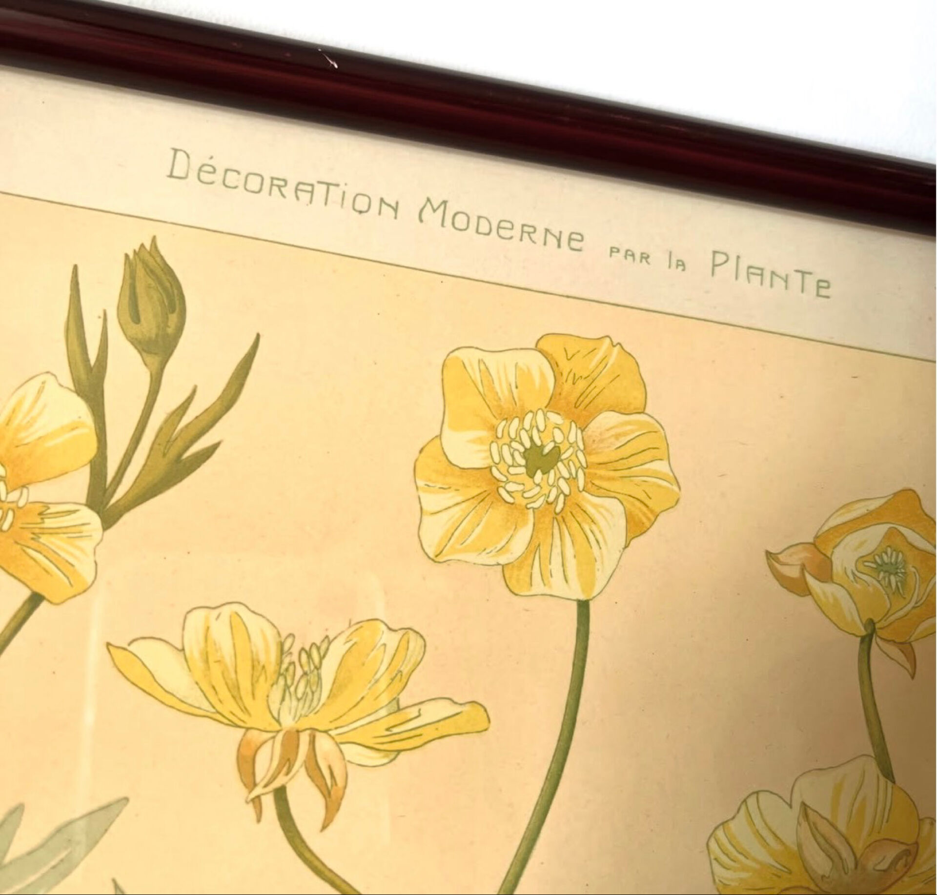 4 floral lithographs 1900