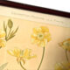 4 floral lithographs 1900
