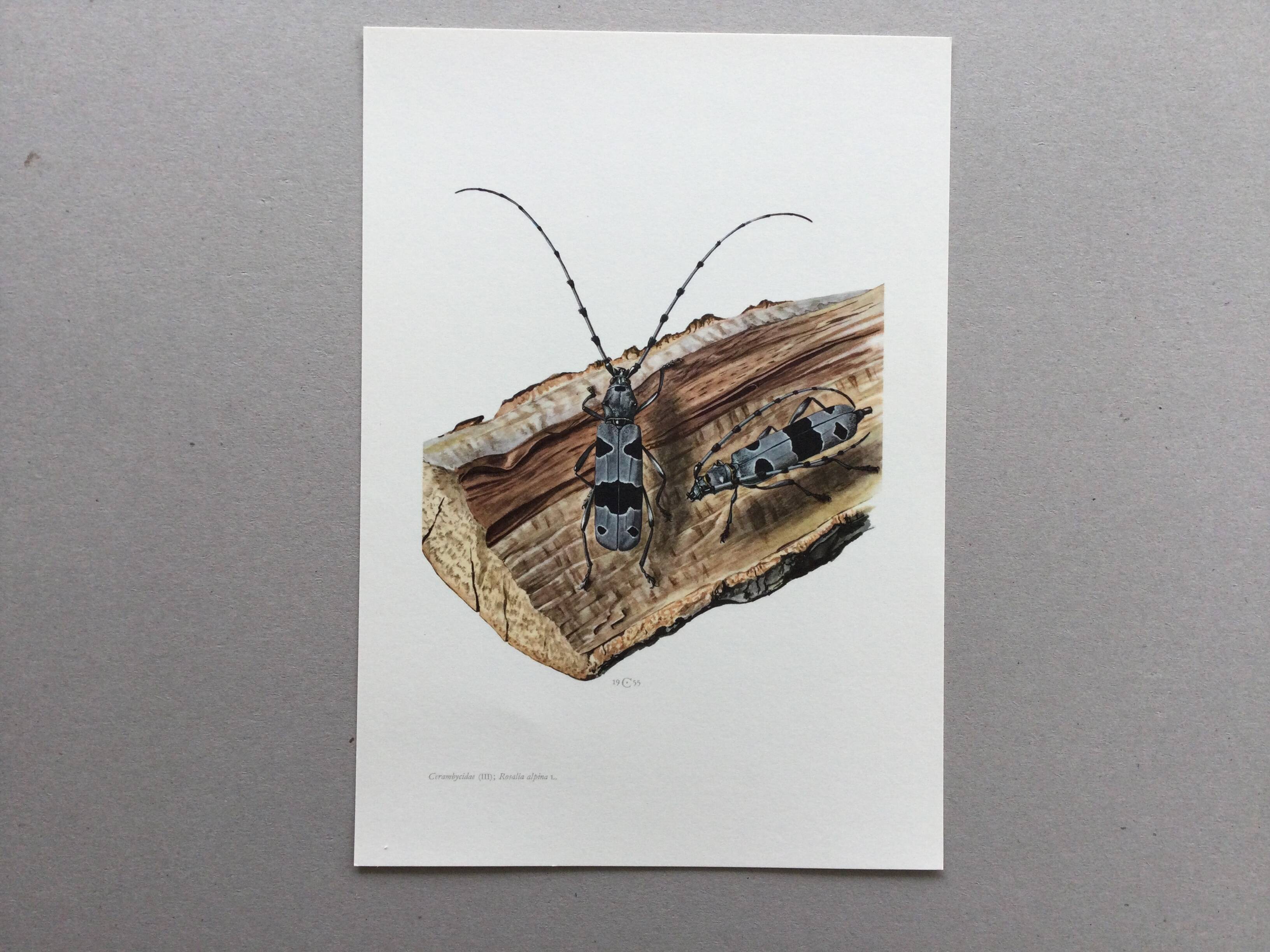 Antique Insect Illustration, Vintage Print 60s