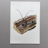 Illustration ancienne Insectes, Impression vintage années 60