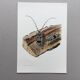 Antique Insect Illustration, Vintage Print 60s