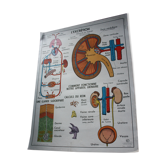 MDI anatomy school poster