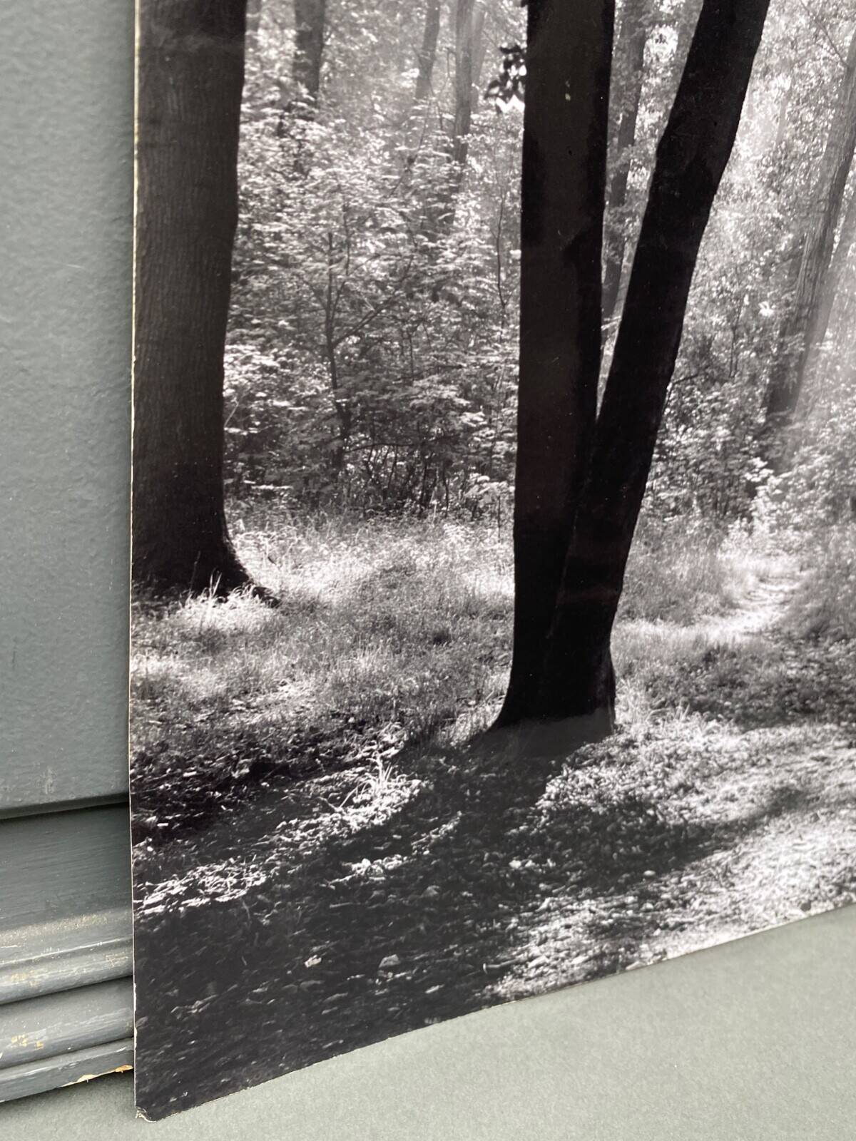 Silver gelatin photograph by Bernard Darot, backlit in the Bois de Boulogne, SNMF